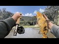 Fly Fishing For Koi in PERTH! (BIG FISH LANDED) - PERTH FISHING - Fly Fishing