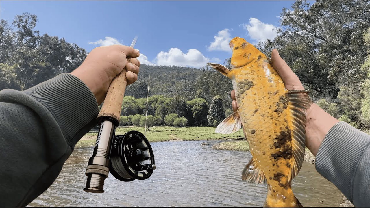 Fly Fishing For Koi in PERTH! (BIG FISH LANDED) - PERTH FISHING - Fly Fishing
