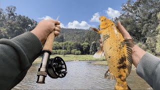 Fly Fishing For Koi in PERTH! (BIG FISH LANDED) - PERTH FISHING - Fly Fishing