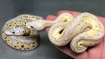 Desert Ghost Clown Project - Part 1