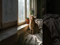 cat #cat #shorts #trending #funny #cutecat #kitten #viral #cute #shotfeed #cutecats #youtubeshorts