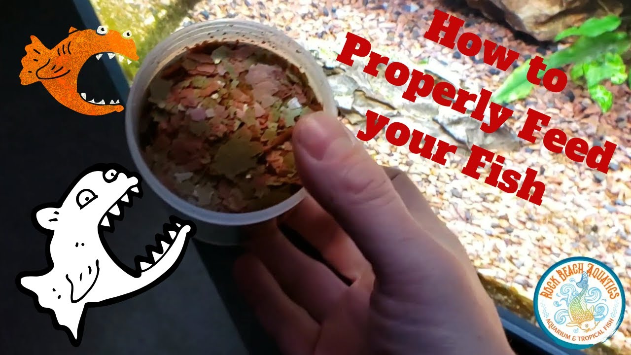 How To PROPERLY Feed Your Fish In An Aquarium YouTube How To PROPERLY Feed Your Fish In An Aquarium YouTube