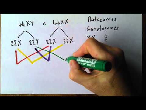Genetics 6, Detremination of sex