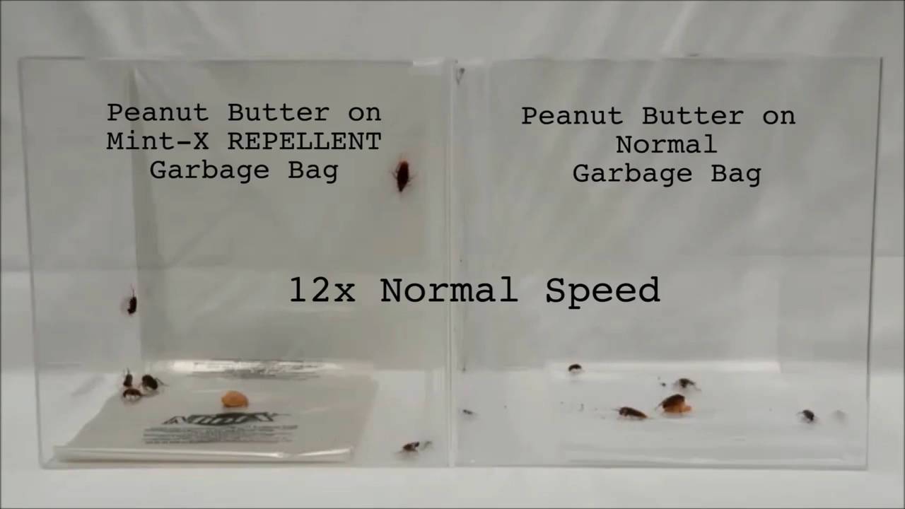 How to Get Rid of Cockroaches with MintX Cockroach REPELLENT Garbage