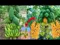Strange story papaya tree banana fruit how grafting papaya with banana produces the most fruit