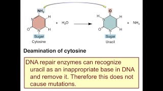 Unit7C Chemical Changes in Nucleotides