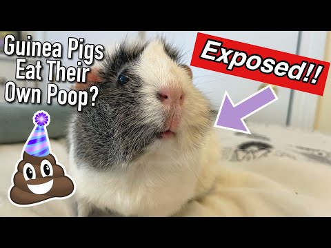 Video: Tại sao Lợn Guinea ăn Poo