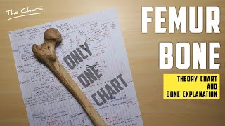 Femur Bone - Theory Chart and Bone Explanation | TCML