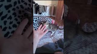 КОТЁНОК 🐱 МАШМАШ 👍👍👍👍🌏(4)