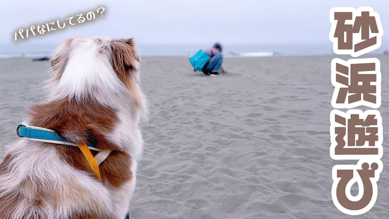 Played on the warm sandy beach 🏄🐕【Border Collie & Australian