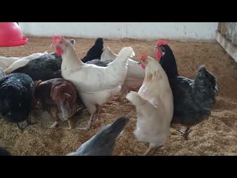 ✅🐔🐓SERTÃO CAIPIRA