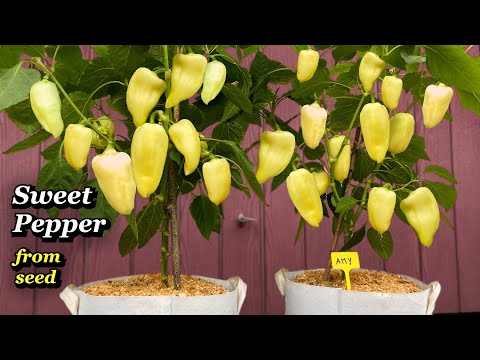 white stargazer lilies Lily Stargazer | Lilies Flower Bulbs