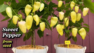 Growing Sweet Peppers from Seed to Harvest in Containers & Bags - Step by Step