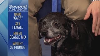 Second Chance - Cara