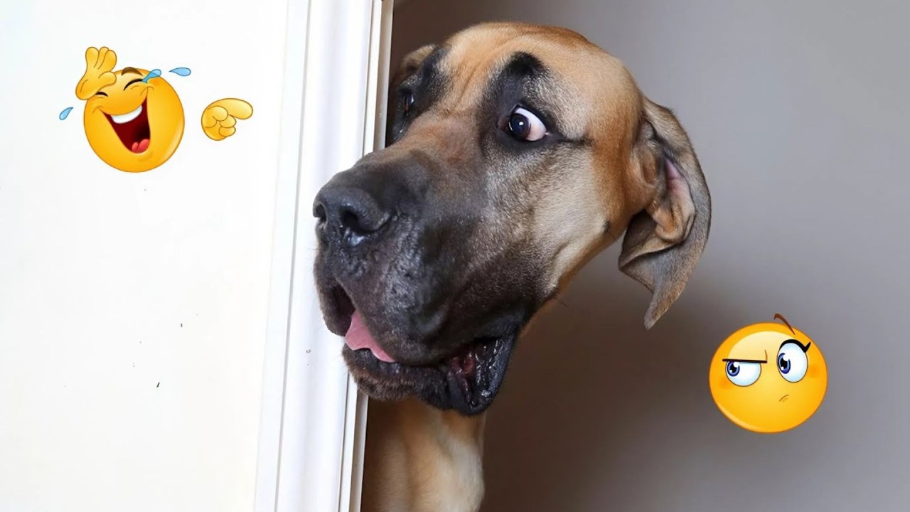 Hilarious Dog Moments That Turned Normal Days Into Chaos 🐶😂