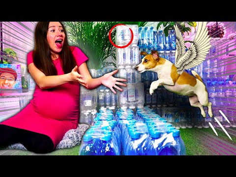 ПОЛОСА ПРЕПЯТСТВИЙ из Бутылок для Собаки Джины Челлендж | Elli Di Pets