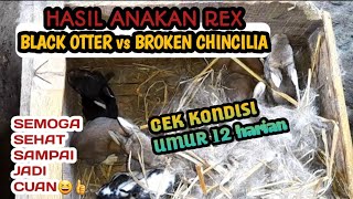 CHECK OUT THE CHILD REX BLACK OTTER vs. BROKEN CHINCILA