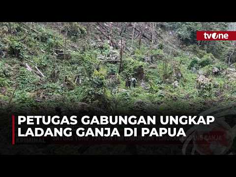 Satgas Yonif 734 Bersama Tim Gabungan Temukan Ladang Ganja di Papua