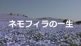 4K 2年かけて撮影 ひたち海浜公園 ネモフィラの一生