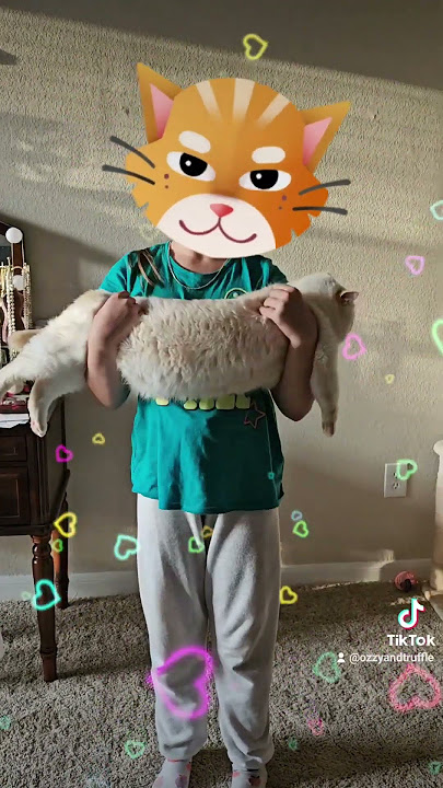 Accordion Cat: Zero Notes, Maximum Drama #shorts
