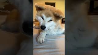 Play This Sound And See How Your Dog React | #akitainu #dogs