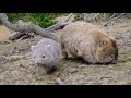 Wombats on Maria Island