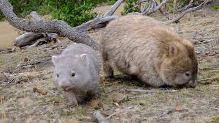 Wombats on Maria Island