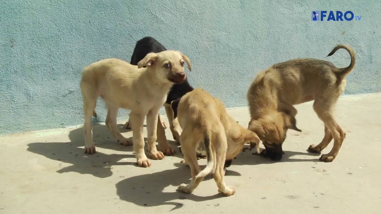 El abandono animal sigue creciendo en verano