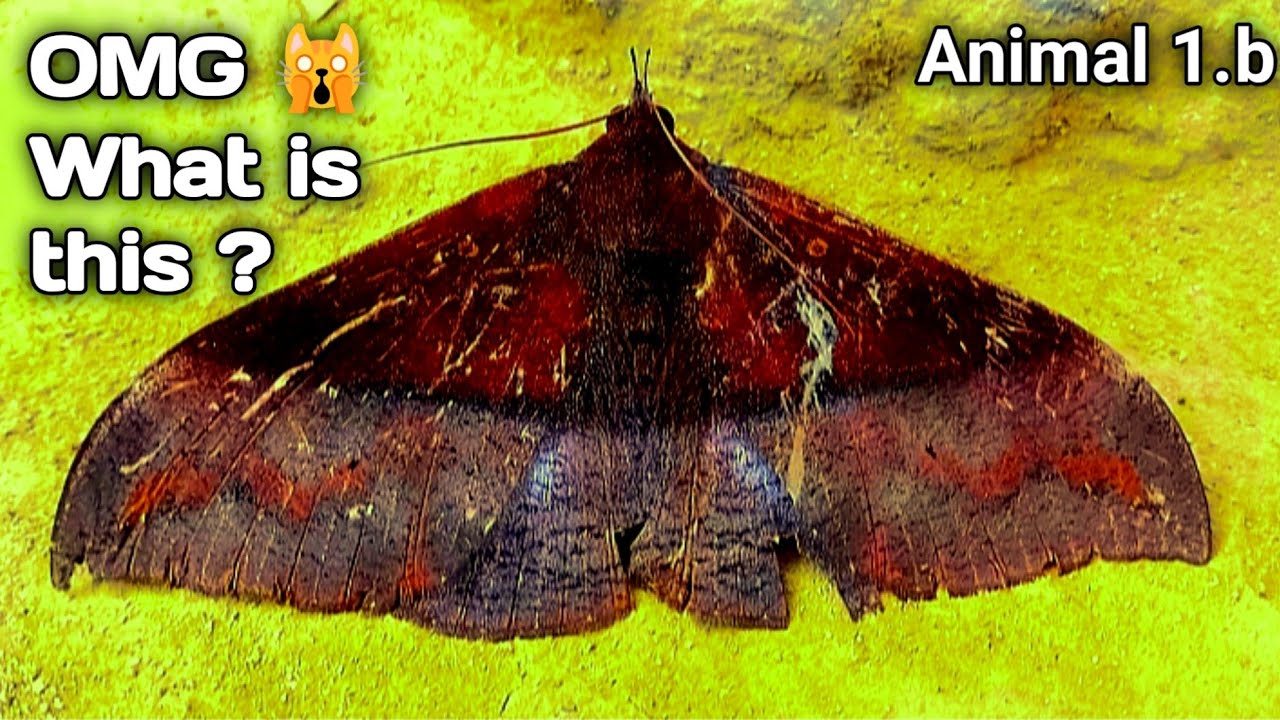 OMG 🙀😱😲 What is this ? Please Name For Comment | INSECT CUTE VIDEO ...