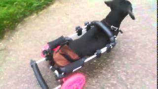lola setting the pace