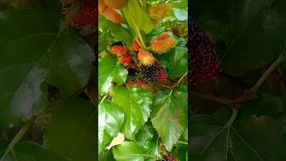 picking mulberry in my countryside #yooralifestyle #shortvideo #shorts #mulberry