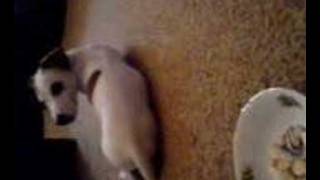 Jack Russel Terier Joker