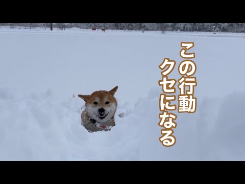 クセになる巨体柴犬の雪遊びw