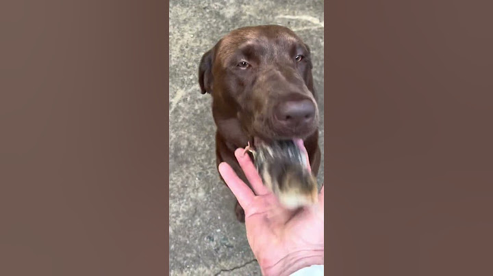 Chocolate Lab Gently Carries Turkey Chick || ViralHog