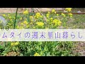 【自然菜園】春の自然菜園の畑で緑肥mixを撒く！GoPRO ４K映像