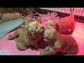 Cutest golden retriever puppies ever watch them learn to walk and play