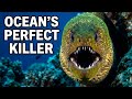The Predator with a Hidden Secret: How Moray Eels Really Hunt
