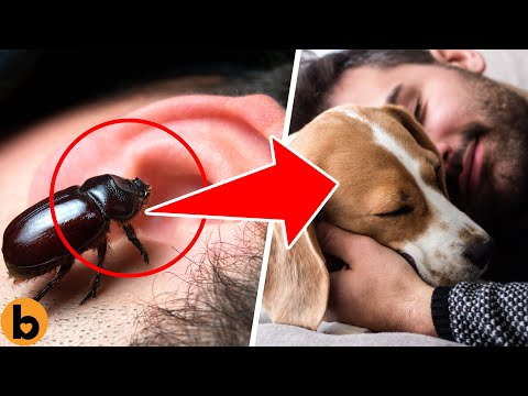 पालतू जानवरों के साथ सोना क्यों खतरनाक है? Why It Is Dangerous To Sleep With Pets?