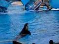 Shamu at Sea World