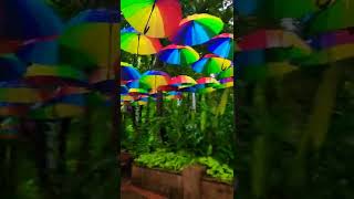 Download Lagu #gingerfactory #queensland #australia #umbrella #rain MP3