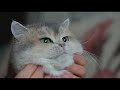 Моем кота сухим шампунем и вычесываем! Dry shampoo for cats and combing.