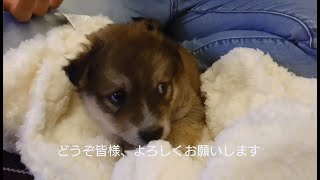 かわいい子犬がお家にやって来た川に捨てられていた保護犬を新しい家族に迎えます