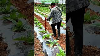 Smart Fertilizer Tool Boosts Farm Efficiency.