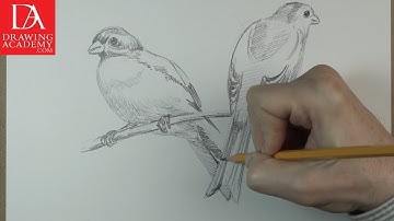 How to Draw Birds presented by Drawing Academy .com 39-2