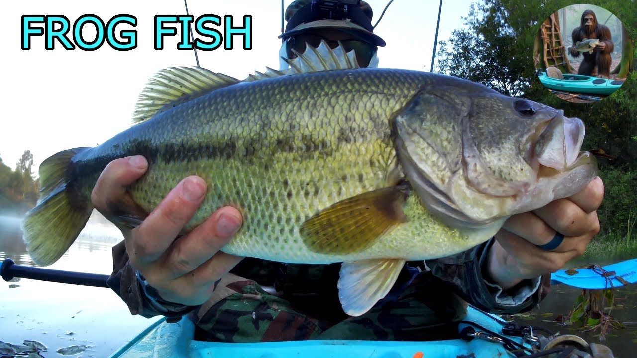 Catching big bass in August at a local public pond.