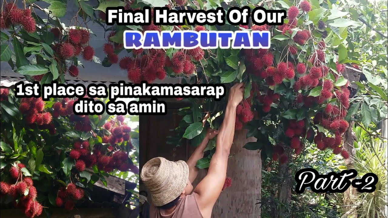 PAGPITAS SA AMING BIG-SIZE RAMBUTAN | FINAL HARVEST YEAR 2023 PART - 2 ...