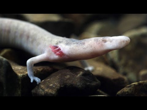 The Strange Lives of Olm Salamanders