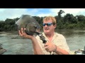 Big Black Piranha of the Amazon
