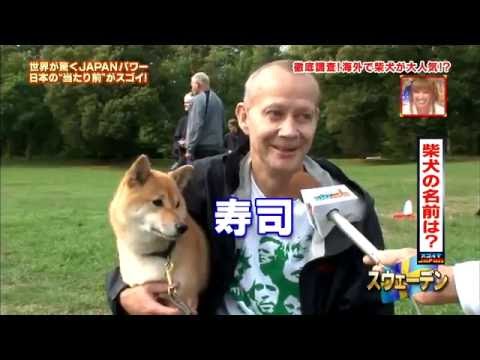 海外での柴犬人気 Youtube