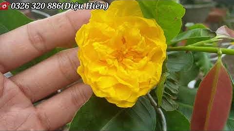 Hoa mai cúc vip(cúc tri kỷ)